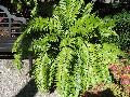 Giant Sword Fern / Nephrolepis biserrata 